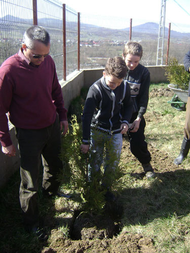 crasna viseului plantare